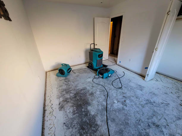 Best Mold removal after water damage  in Shenandoah, VA